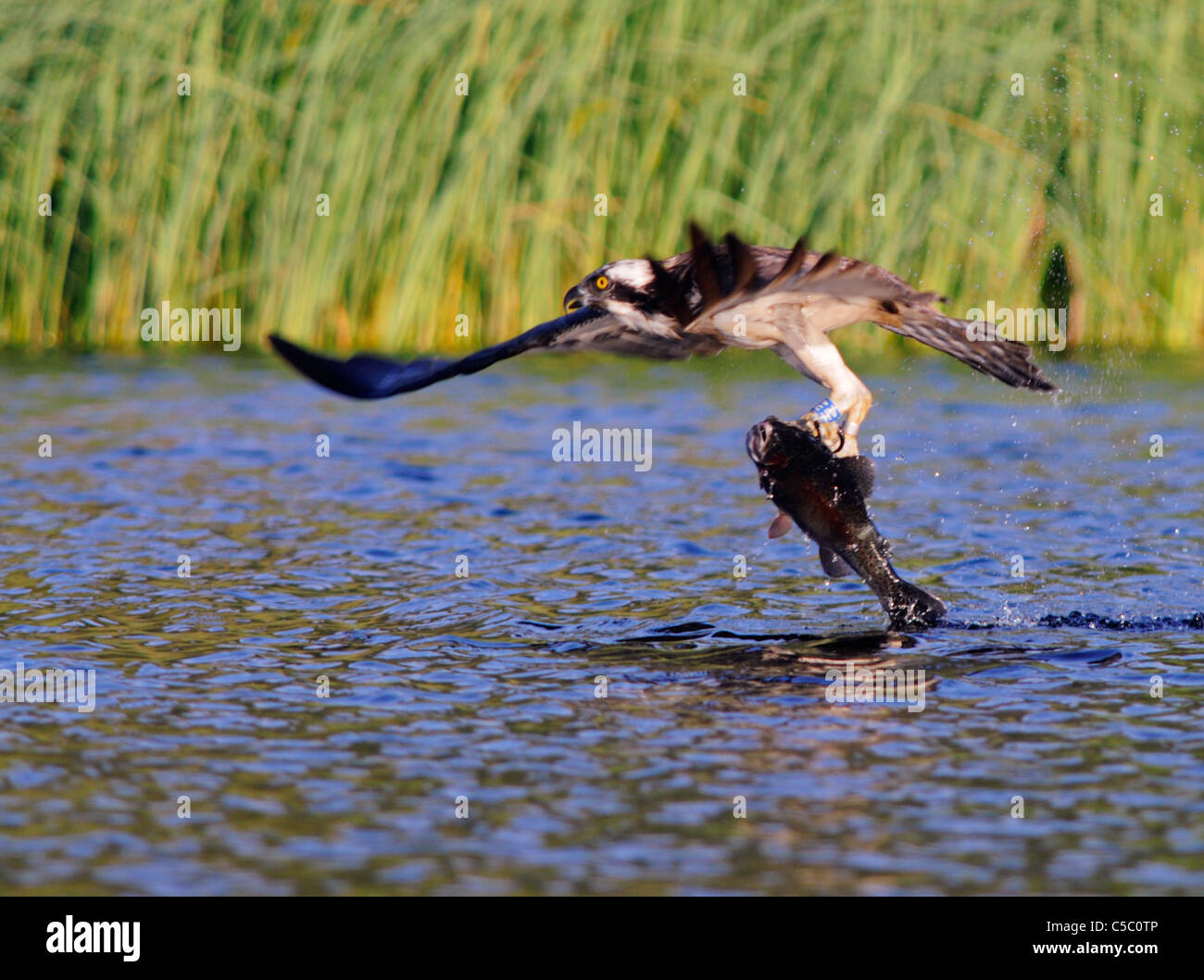 Osprey Pandion haliaetus with large trout in Talons, Spey Valley, Scotland Stock Photo