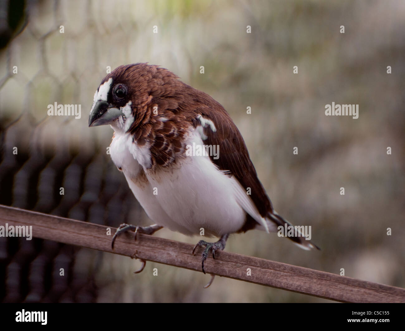 Bengalese finches hi-res stock photography and images - Alamy