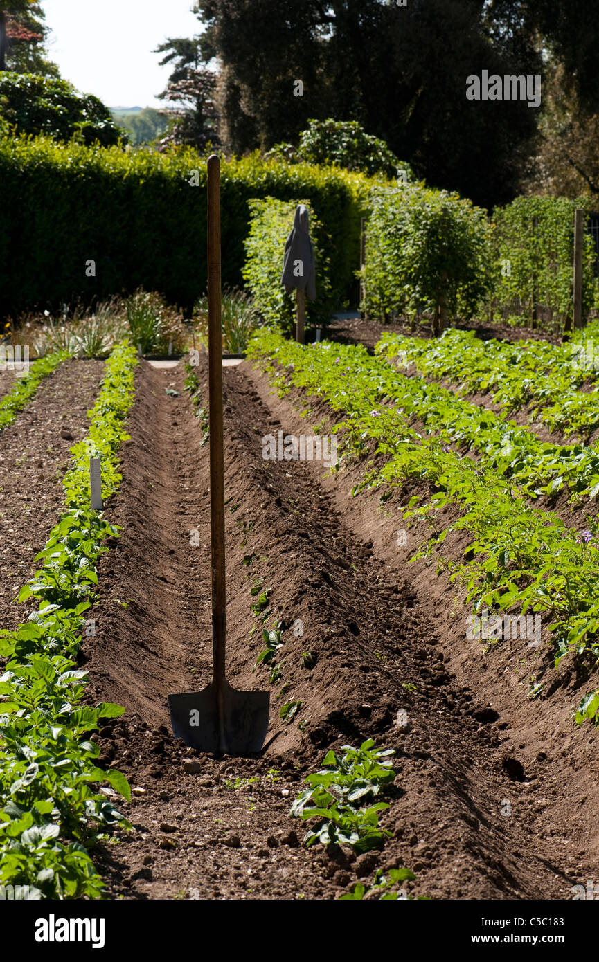 Earthing up potatoes hires stock photography and images Alamy