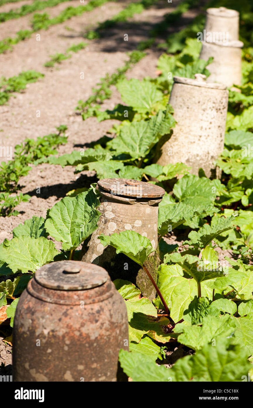 Rhubarb, Rheum rhabarbarum and traditional forcing pots at The Lost