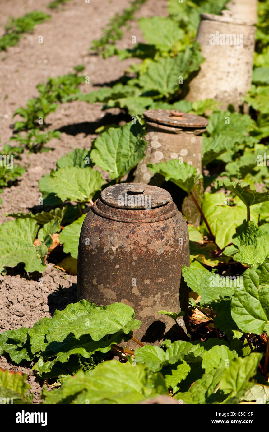 Rhubarb, Rheum rhabarbarum and traditional forcing pots at The Lost