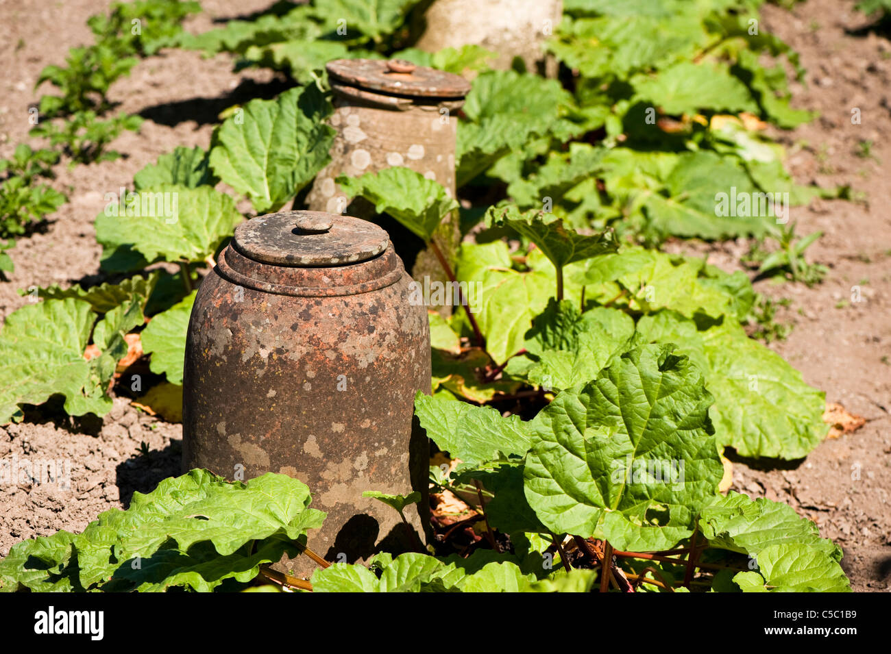 Rhubarb, Rheum rhabarbarum and traditional forcing pots at The Lost