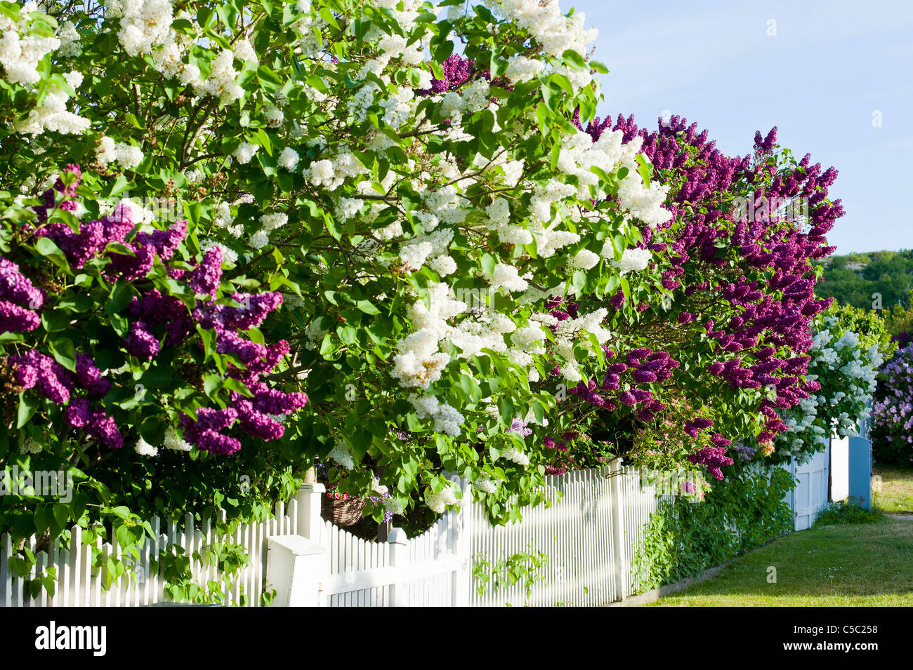 Lilac hedge in abundance Stock Photo