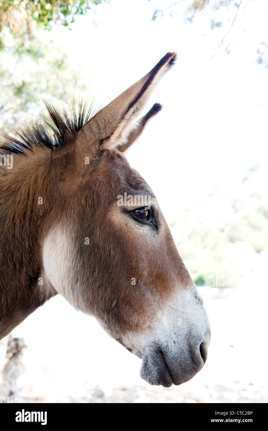 Close-up profile of a donkey against blurred background Stock Photo