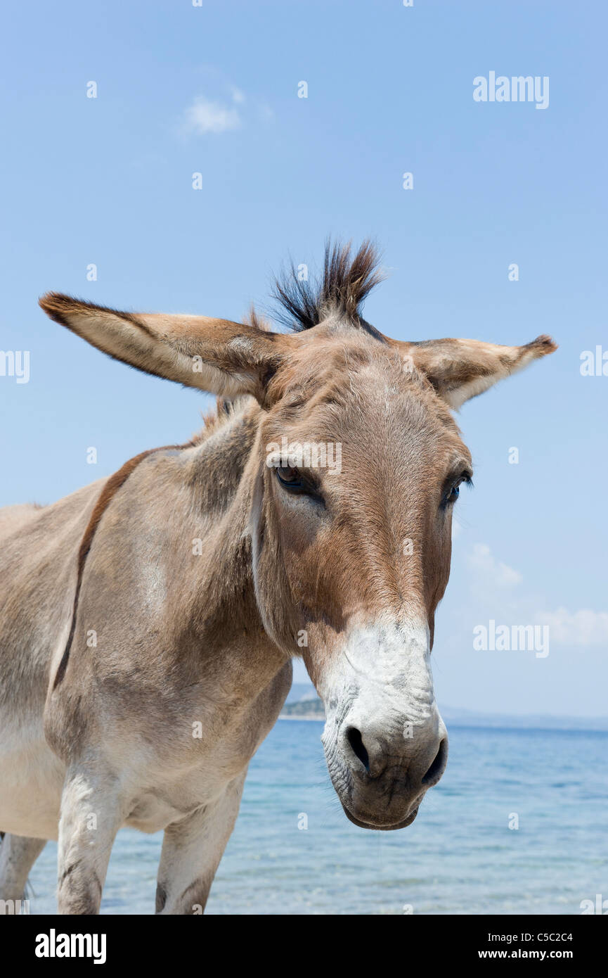 Close-up of a donkey with Aegean sea in the background Stock Photo