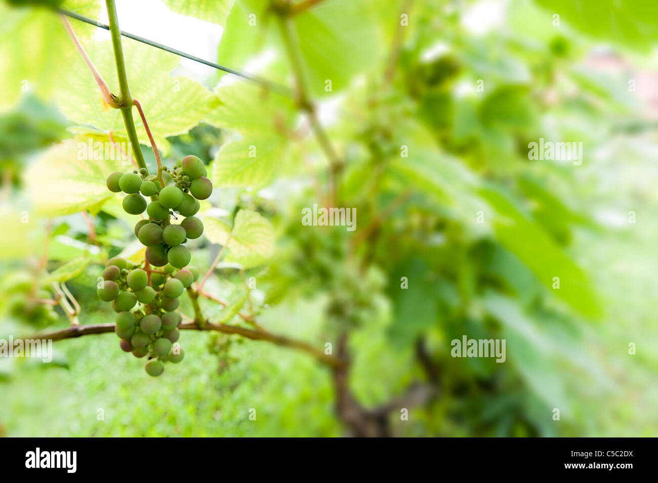 Close-up of unripe green grapes at blurred vineyard Stock Photo