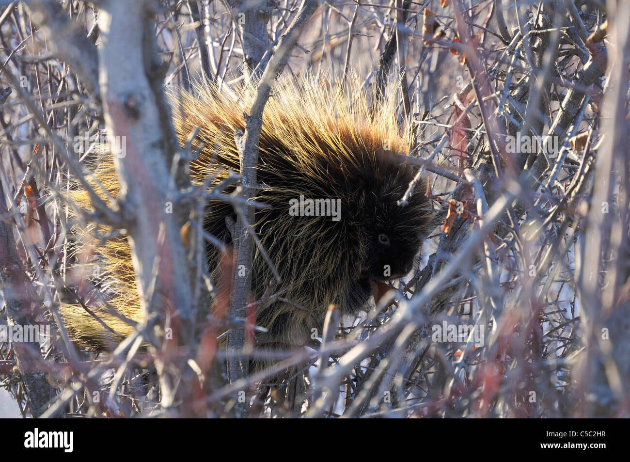 Porcupine Tree Stock Photos & Porcupine Tree Stock Images Biology Diagrams