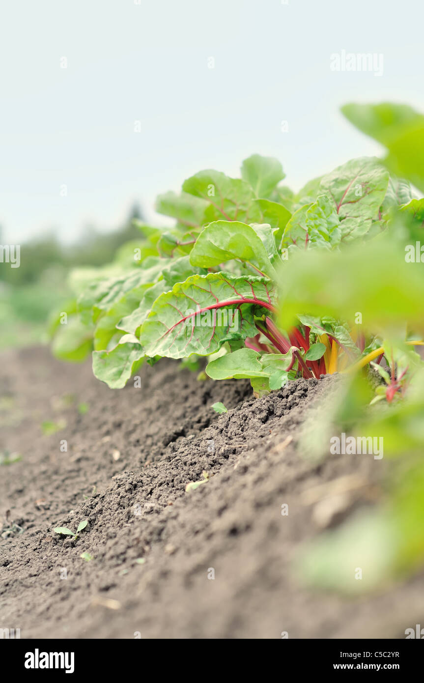 A row of Swiss Chard grows in a small garden in Regina Saskatchewan