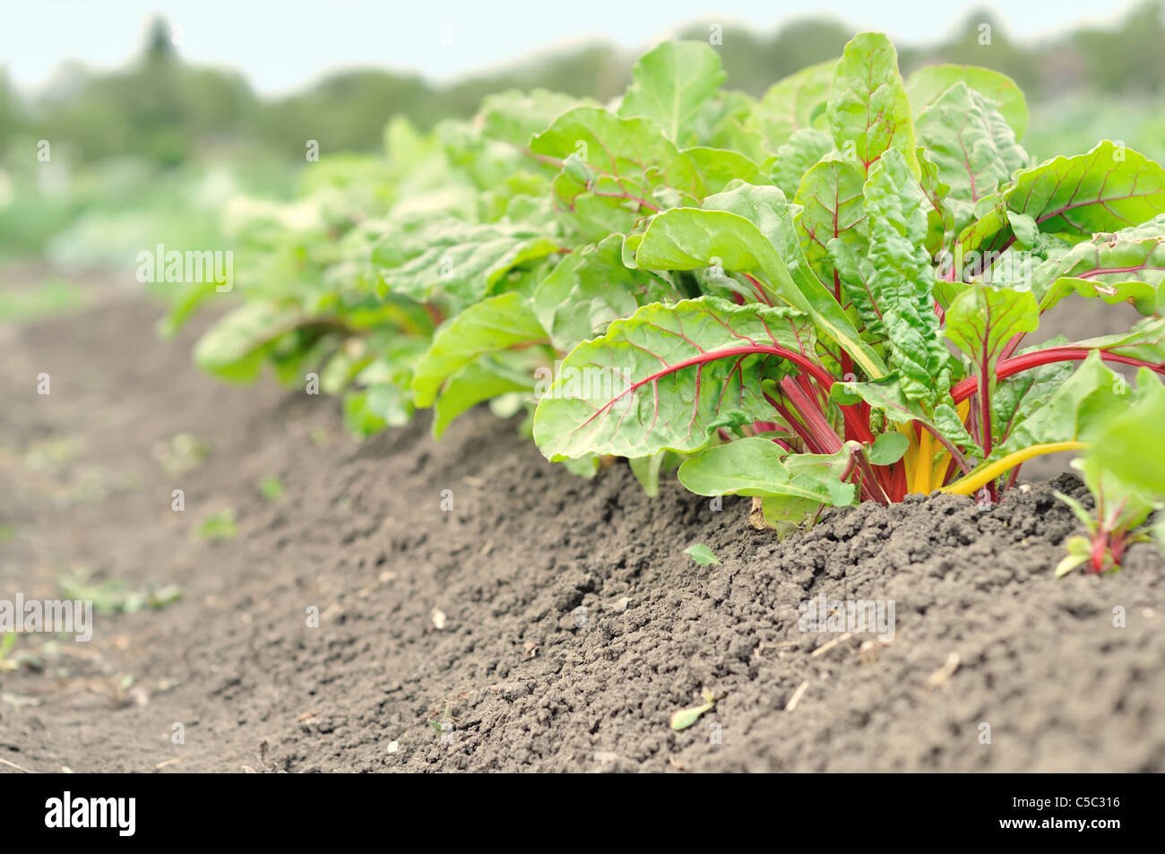Row Swiss Chard In Garden Hi Res Stock Photography And Images Alamy