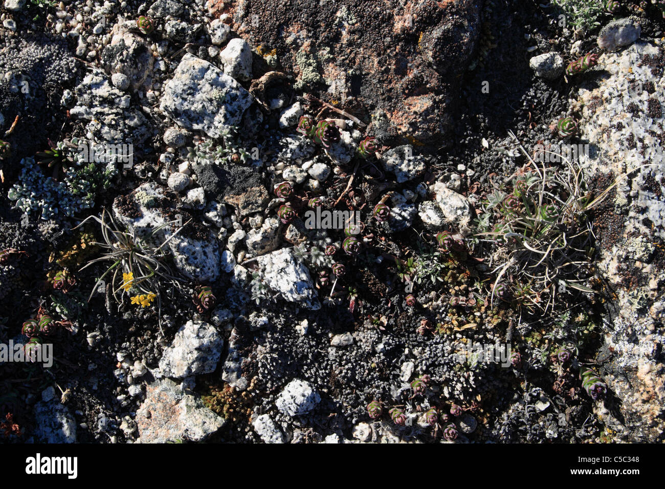 alpine tundra growing in the high Sierra Nevada mountains with flowers and lichen Stock Photo