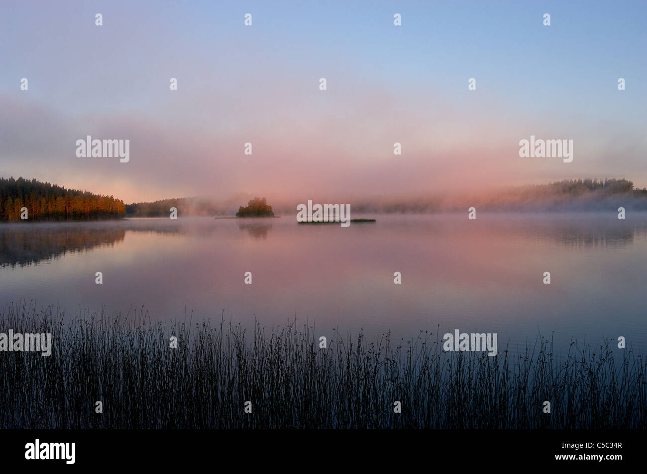 Misty and placid Morgonvy lake with reeds in the foreground Stock Photo