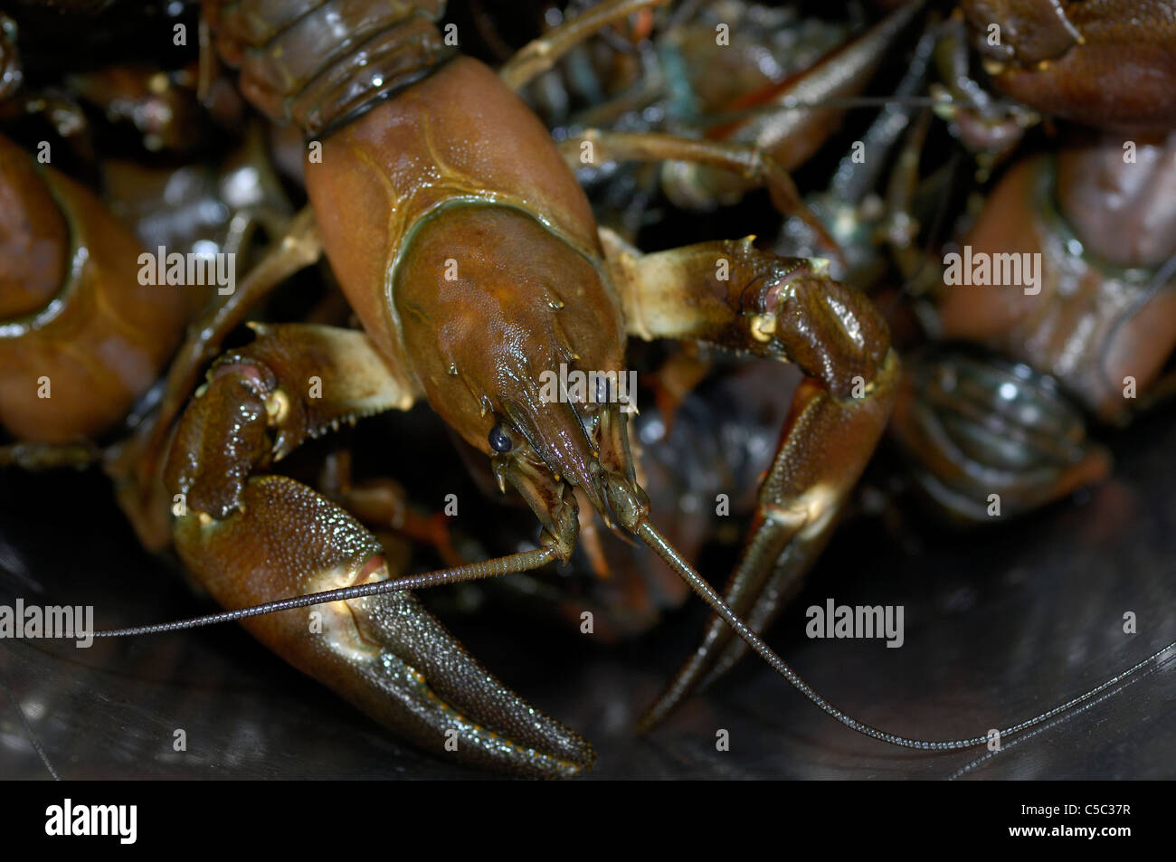 Crawfish party sweden hires stock photography and images Alamy