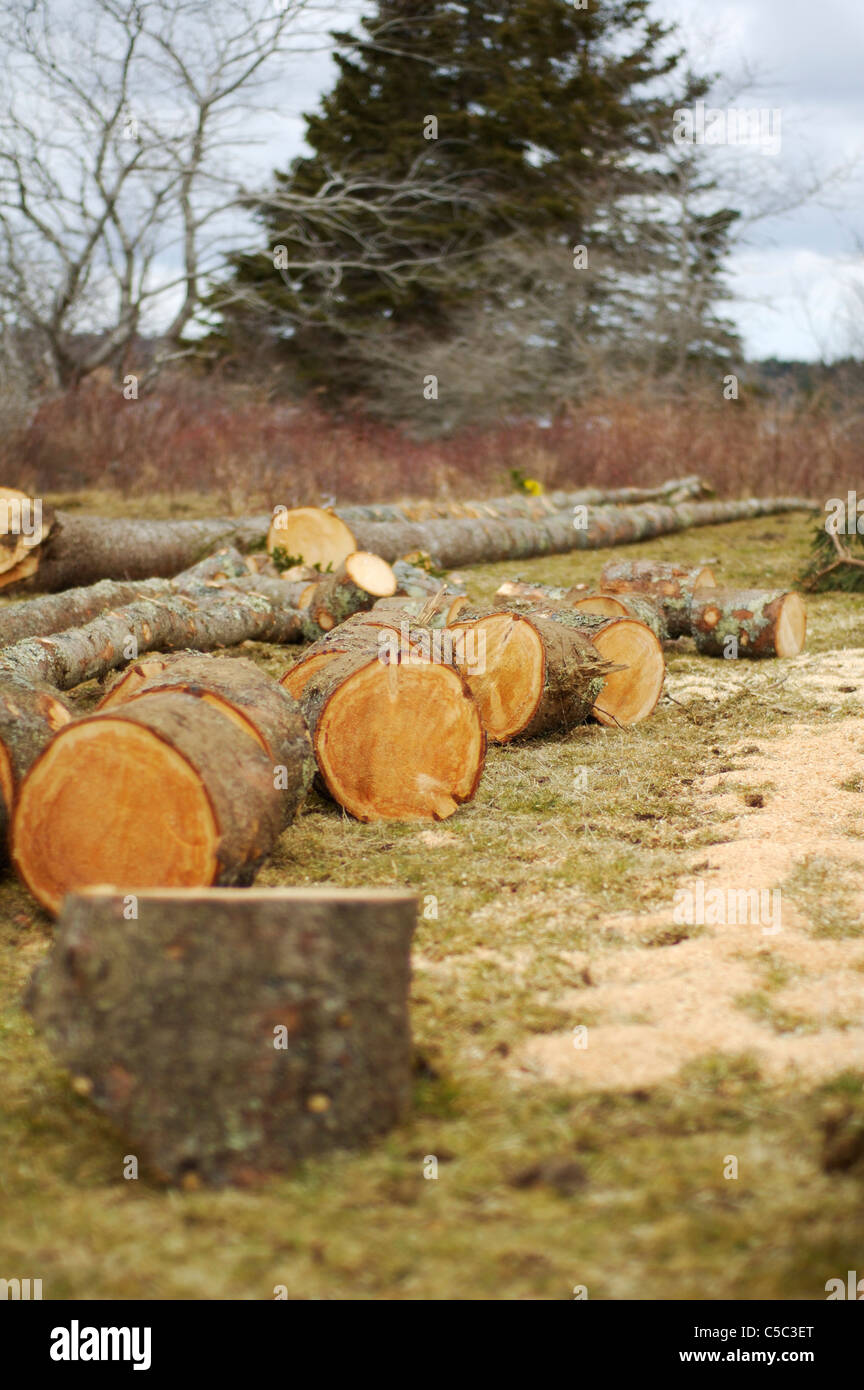 Chainsaw on the ground hi-res stock photography and images - Alamy