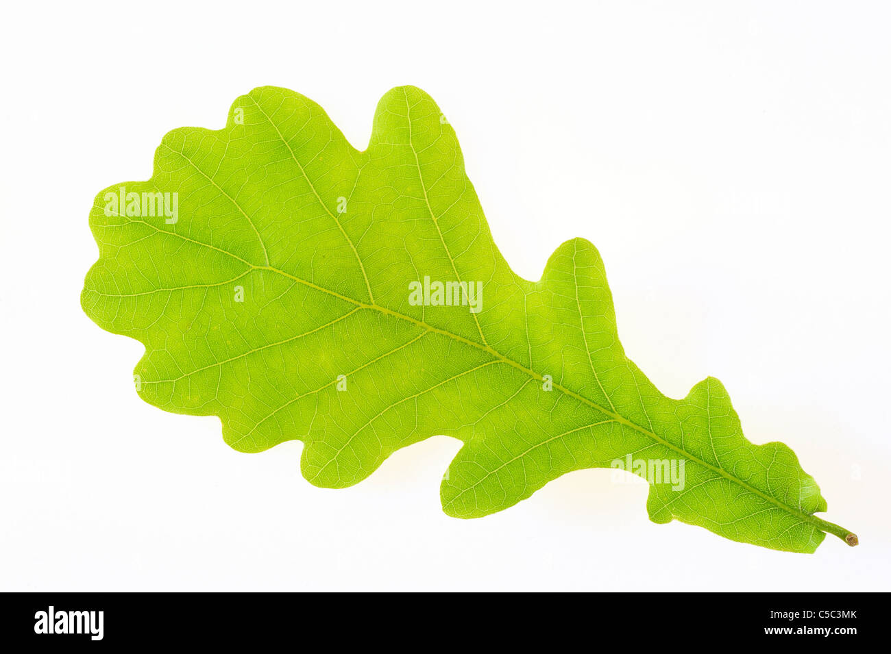 Oak leaf white background hi-res stock photography and images - Alamy