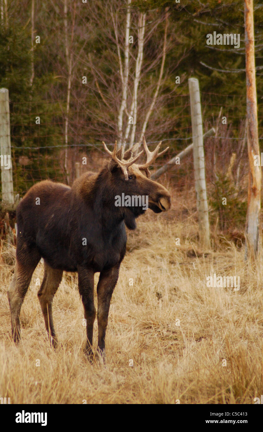 Bull Captivity Moose fence hi-res stock photography and images - Alamy