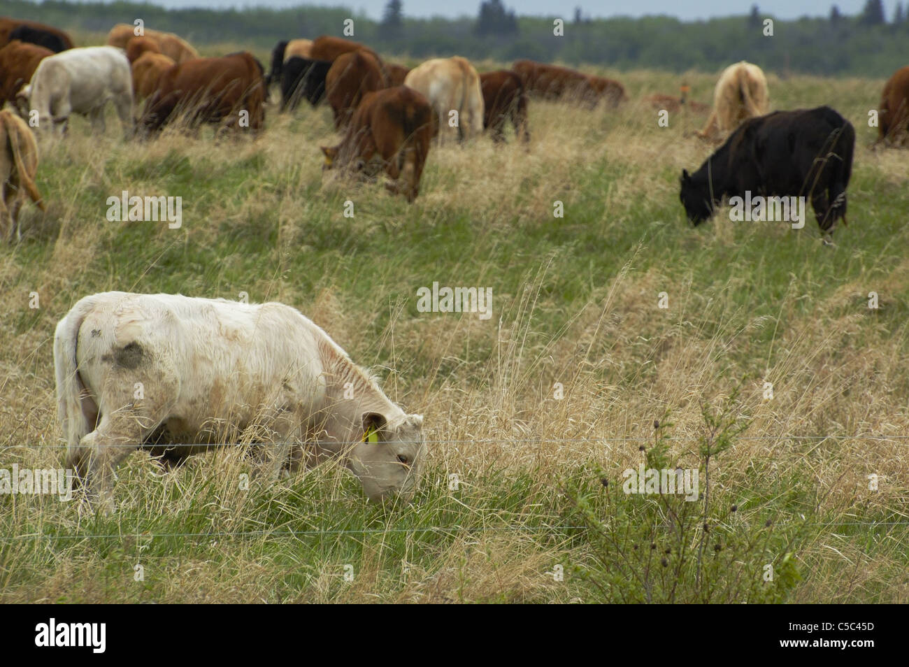 A herd of cows graze in a field, one lone white cow can be seen closer ...