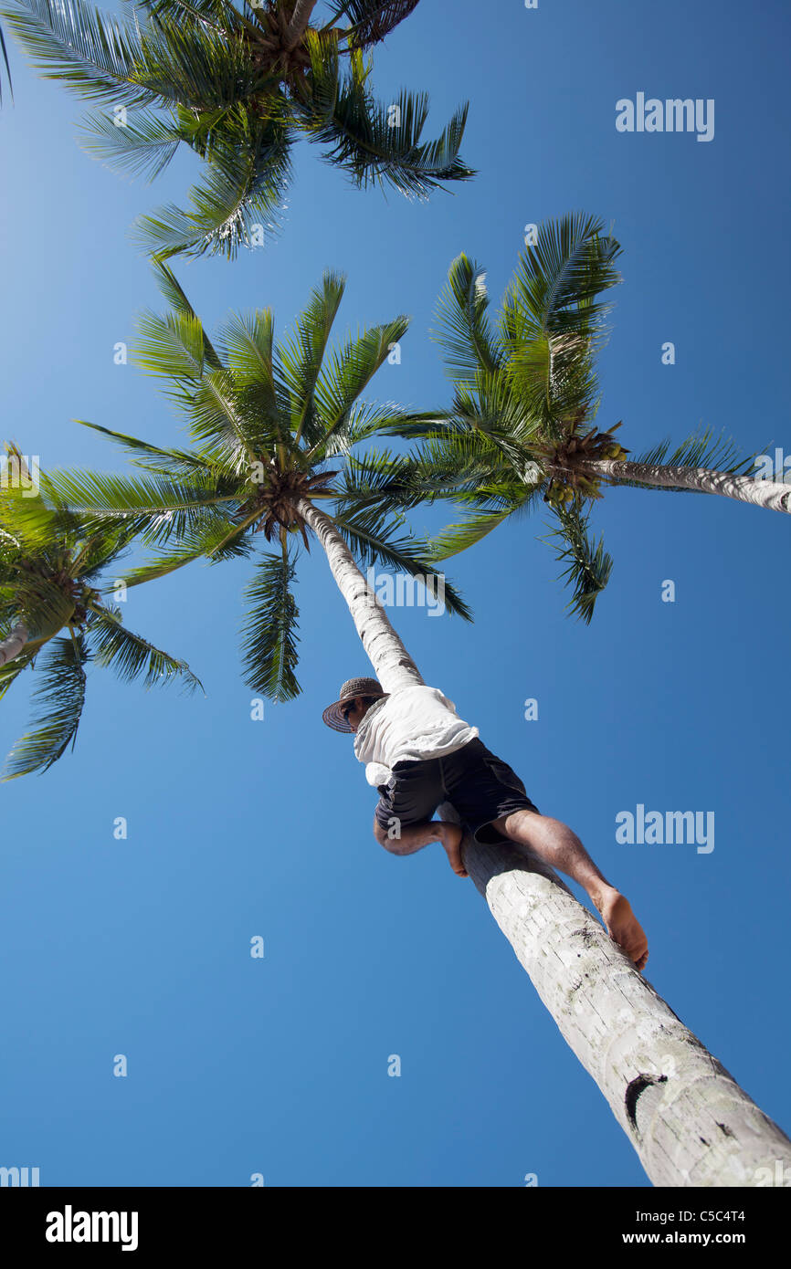 Man Climbing A Coconut Tree; Bacuit Archipelago, Palawan, Philippines Stock Photo