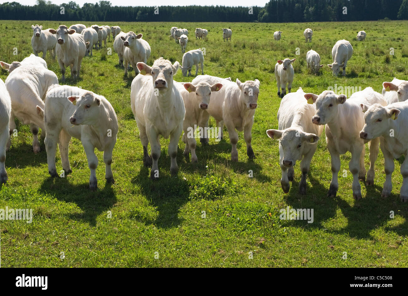 Cows in green grass hi-res stock photography and images - Alamy