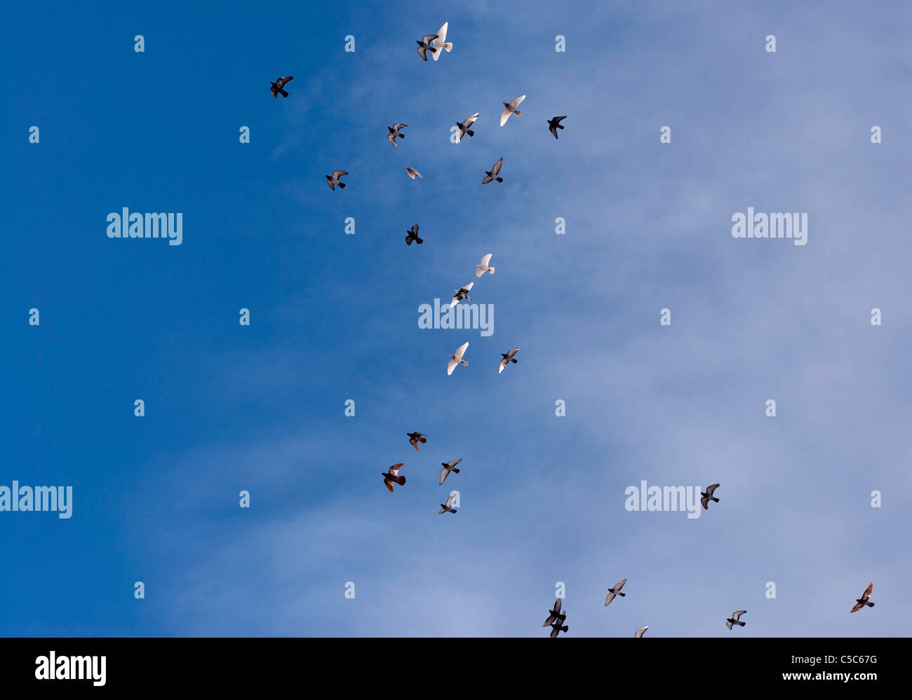 Birds in blue sky hi-res stock photography and images - Alamy