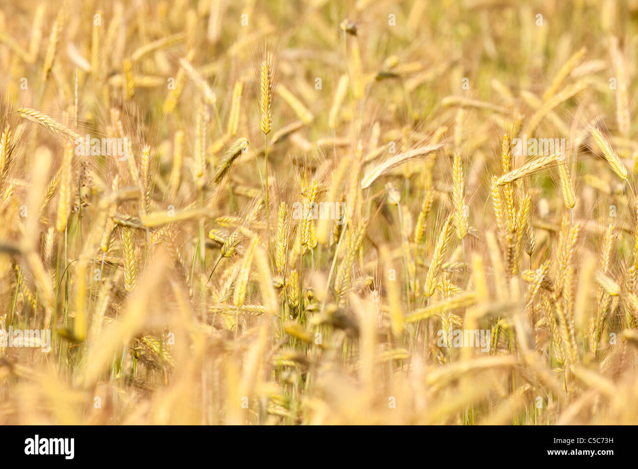close up of barley in a field ready for harvest Stock Photo