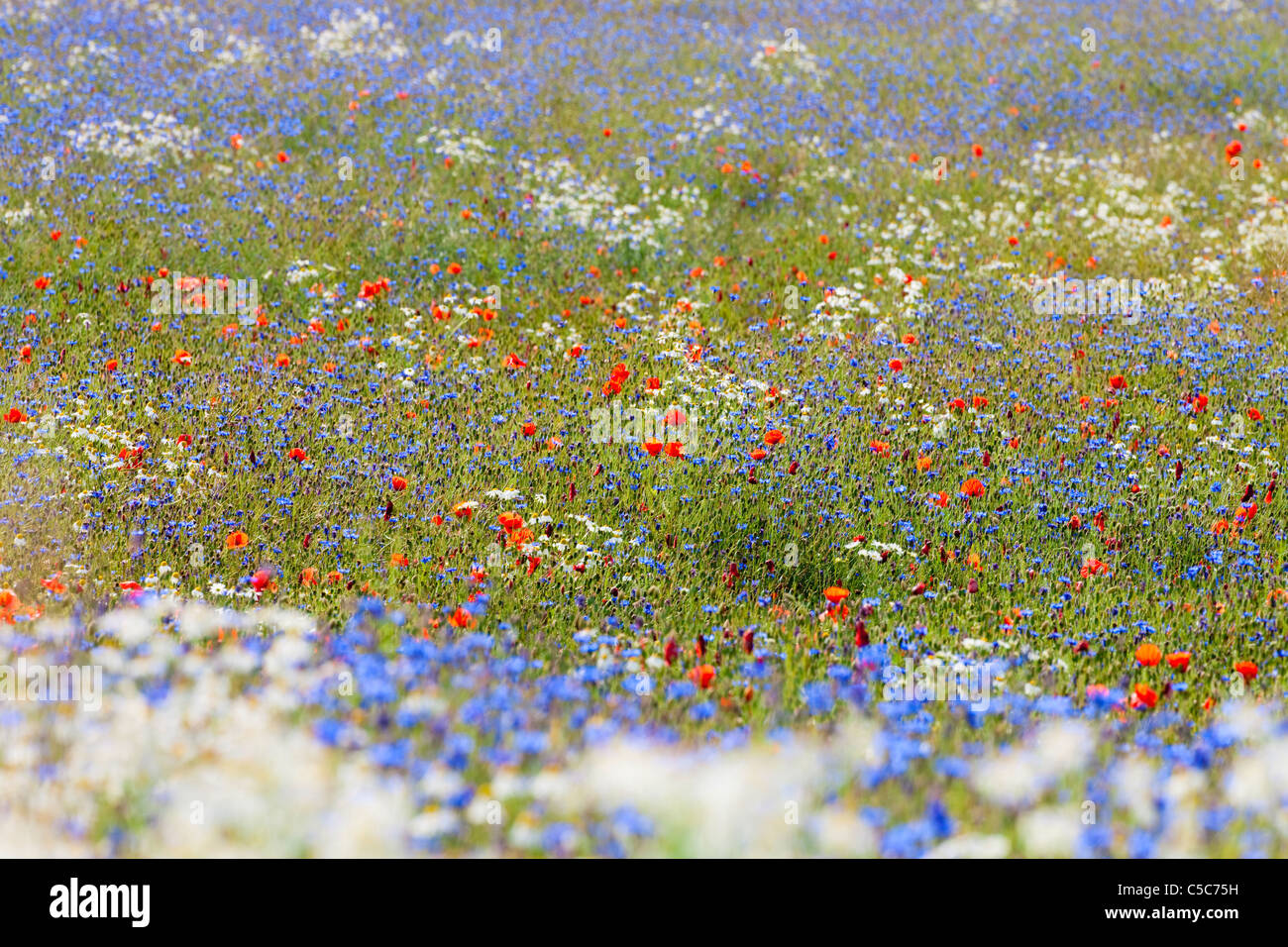 abundance of blooming wild flowers on the meadow at spring time Stock Photo