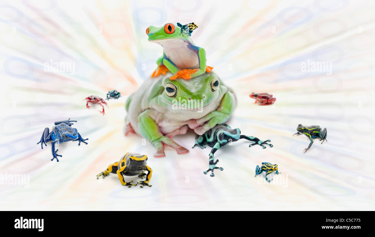 A Variety Of Poison Dart Frogs (Dendrobates Ventrimaculatus Stock Photo