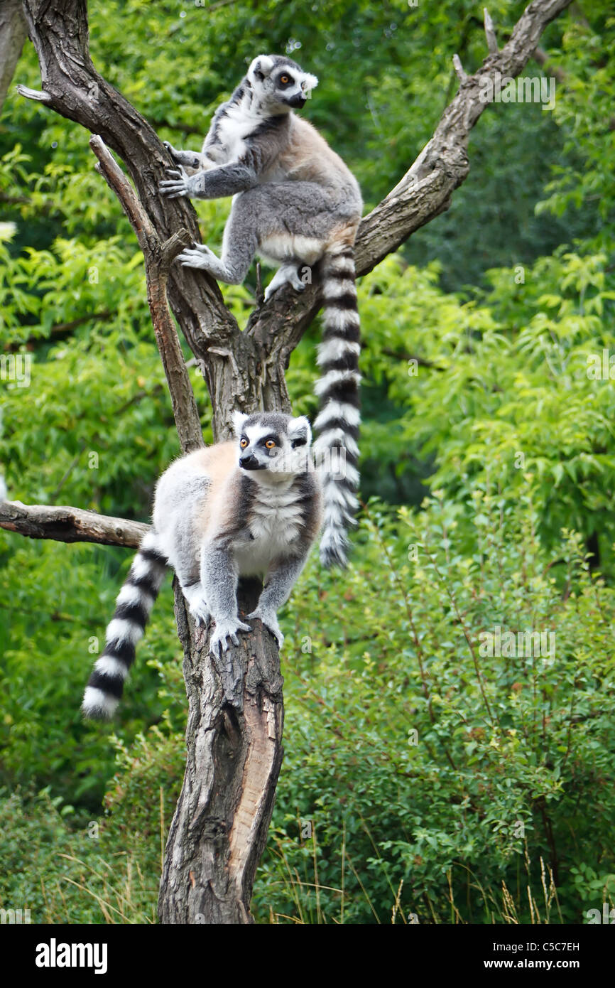 Cute Lemurs Stock Photo