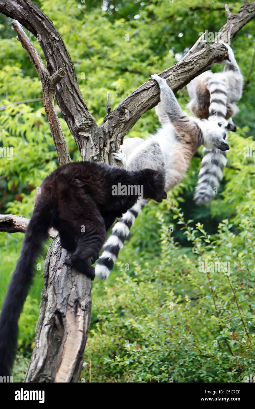 Cute Lemurs Stock Photo