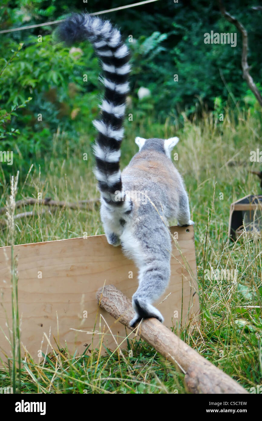 Cute Lemur Stock Photo