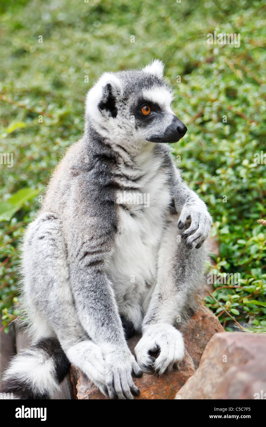Cute Lemur Stock Photo