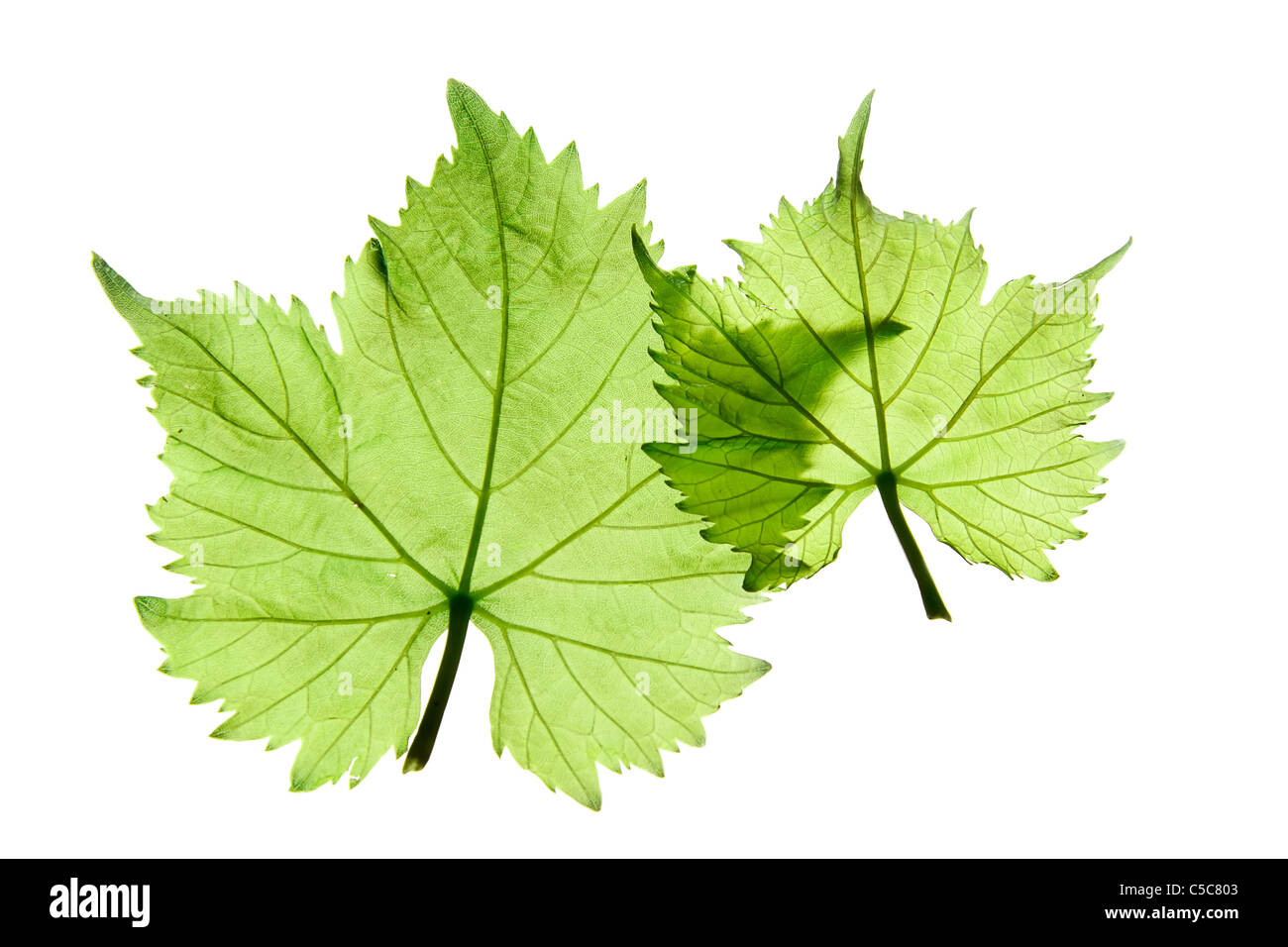 Green grape leaves on a white background Stock Photo - Alamy