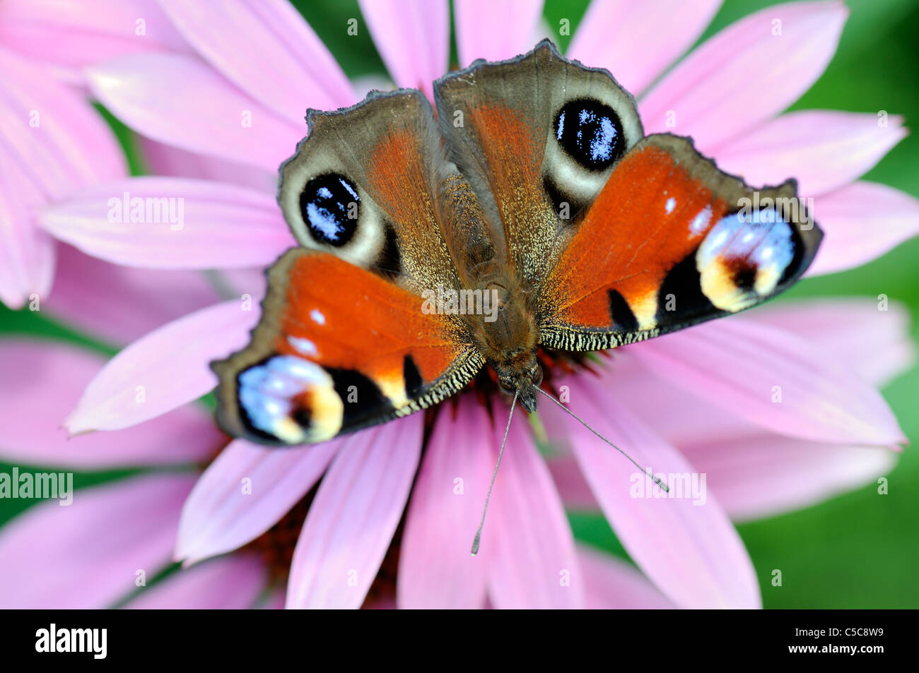 Peacock Butterfly (Inachis io) on violet flowers. Stock Photo