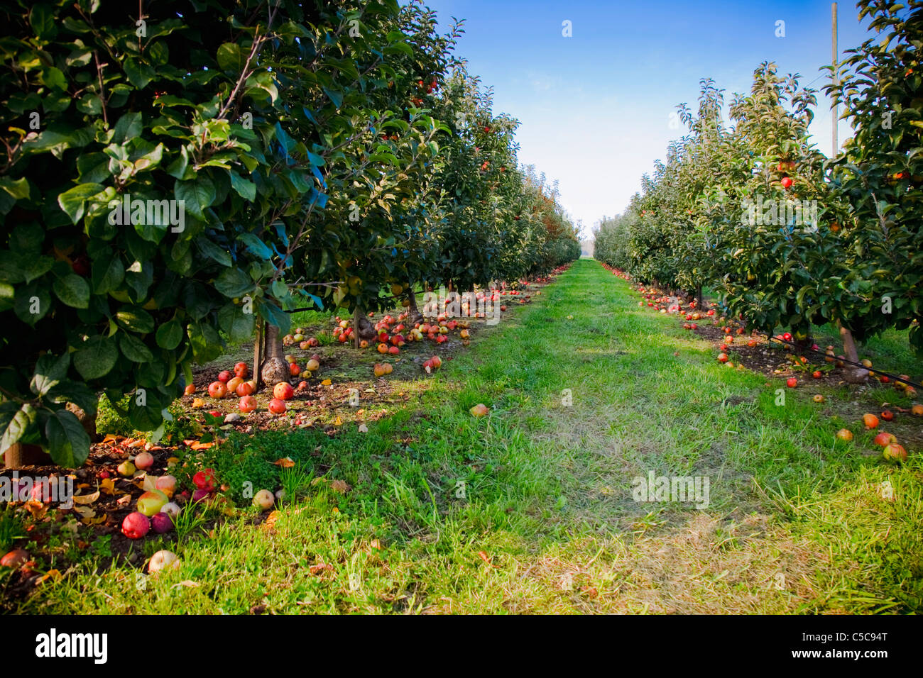 An Apple Orchard In The Pacific Northwest; Everson, Washington, United