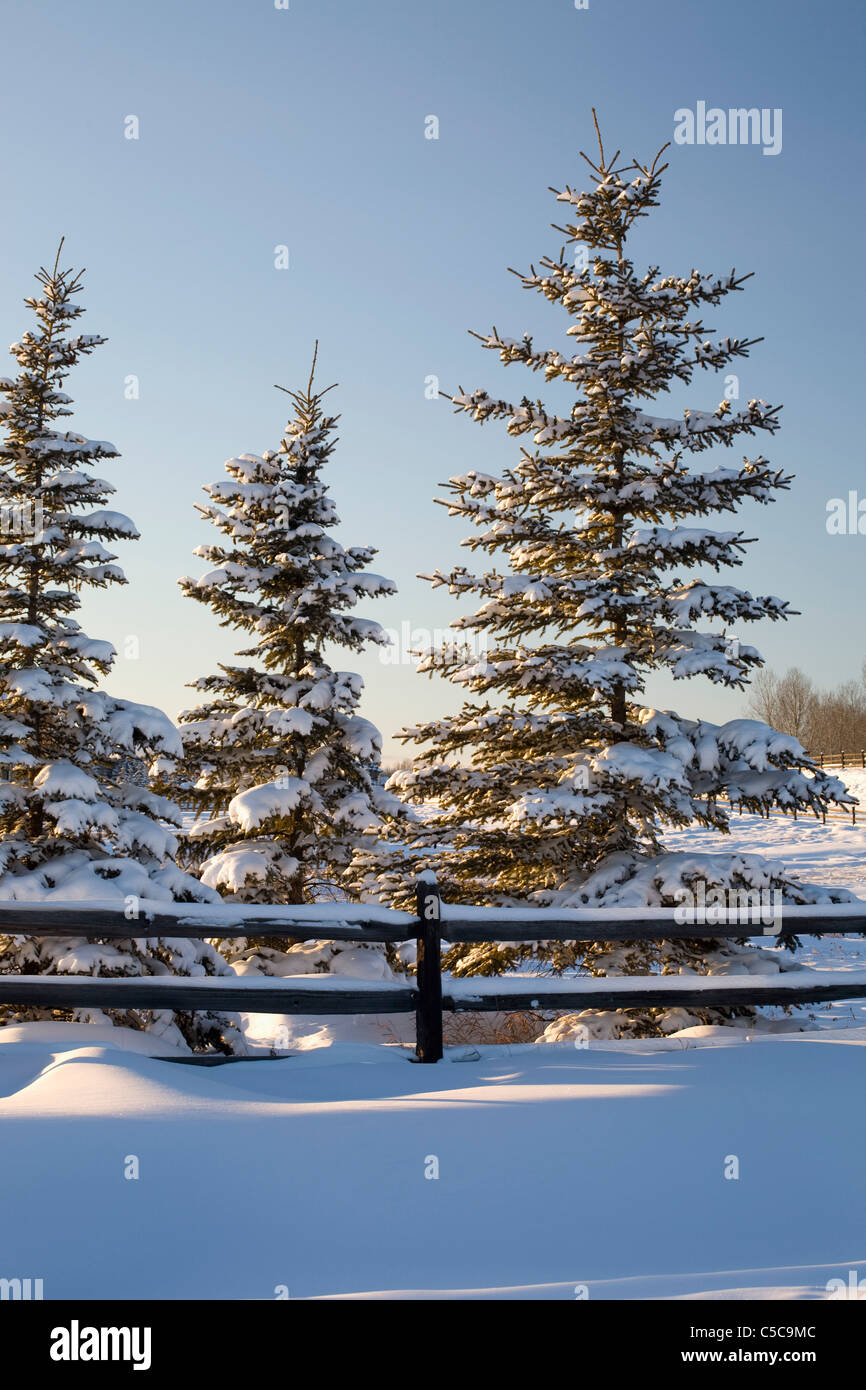 Snow Covered Evergreen Trees Along A Snow Covered Wooden Fence; Calgary, Alberta, Canada Stock Photo