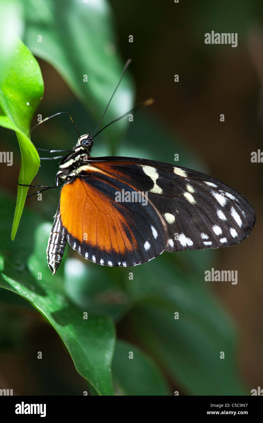 Heliconius hecale . Tiger Longwing butterfly Stock Photo