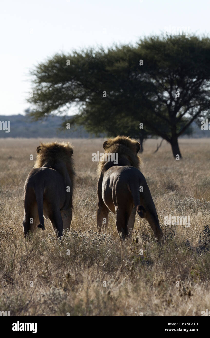 Male lions hi-res stock photography and images - Alamy