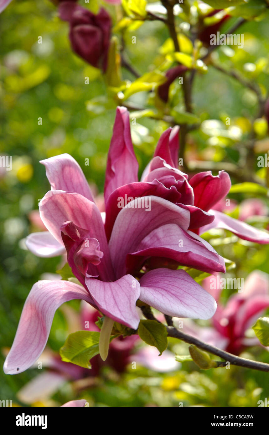 Pink magnolia flowers growing outside in an english country garden ...