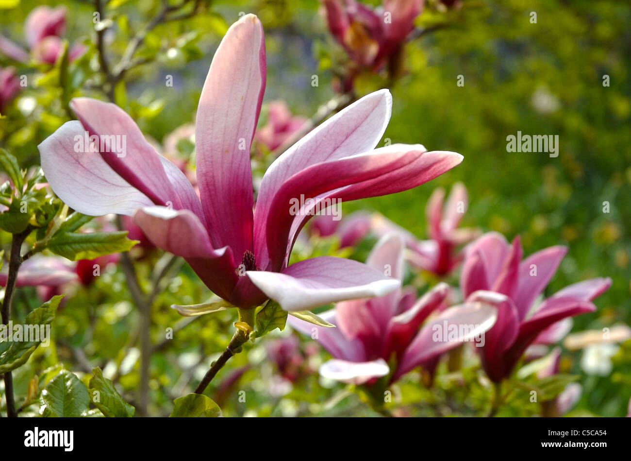 Pink magnolia flowers growing outside in an english country garden ...