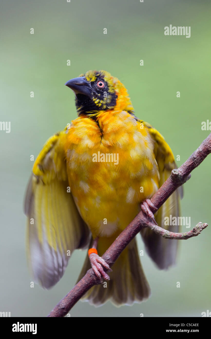 Village Weaver Bird; Ploceus cucullatus; on branch Stock Photo