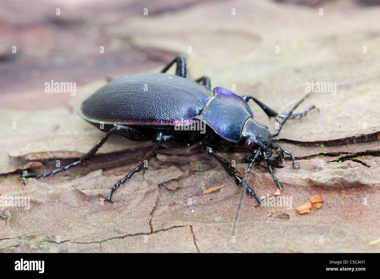 Violet Ground Beetle; Carabus violaceus; on wood Stock Photo