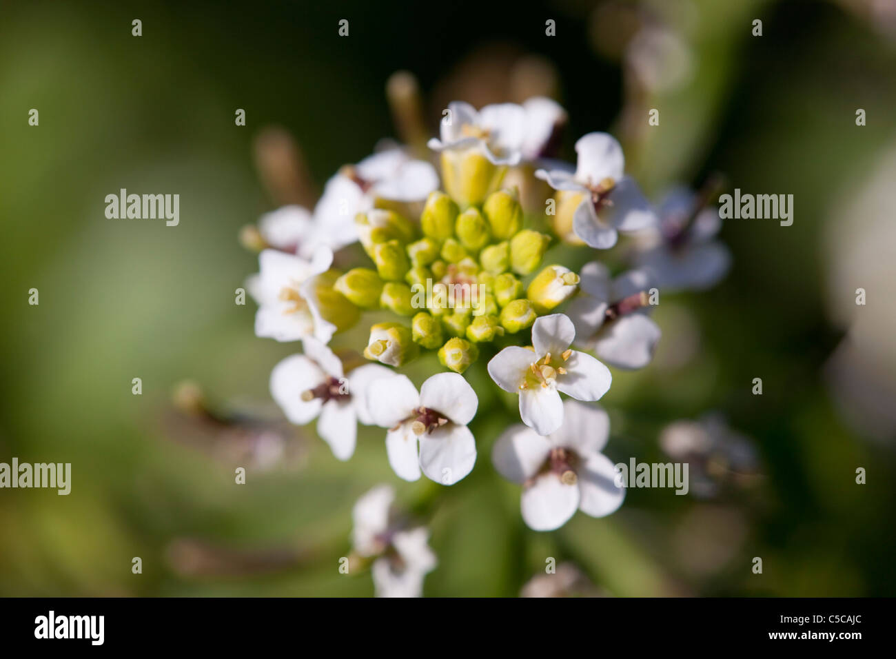 Watercress; Nasturtium officinale; Scotland Stock Photo