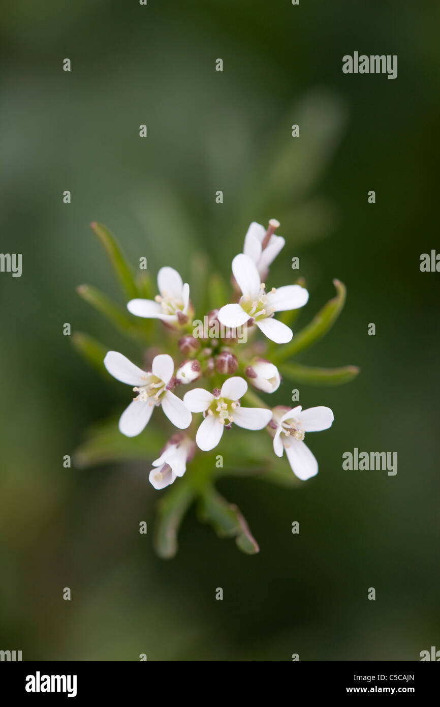 Wavy Bitter-cress; Cardamine flexuosa; Cornwall Stock Photo