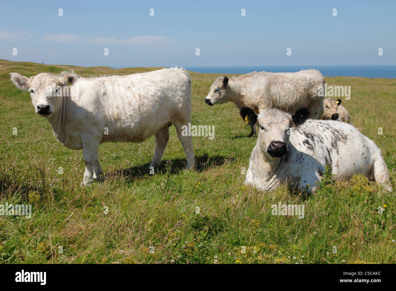 cattle breeding on Heligoland Stock Photo