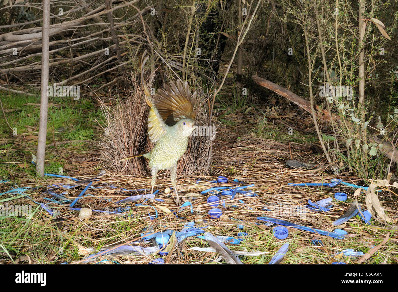 Satin Bowerbird Ptilonorhynchus violaceus Female at bower Photographed in ACT, Australia Stock Photo