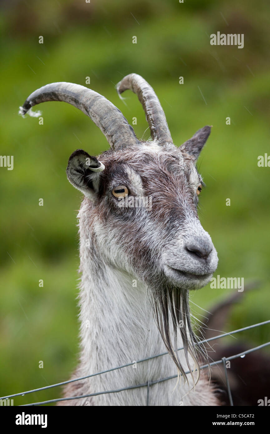 Wild Goat; Capra hircus; Dumfries; Scotland Stock Photo