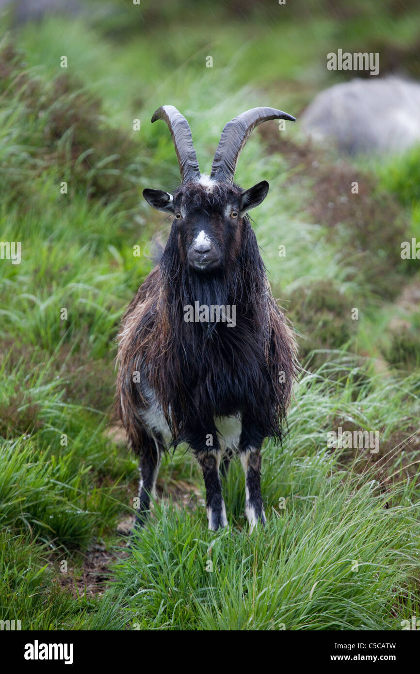 Wild Goat; Capra hircus; Dumfries; Scotland Stock Photo