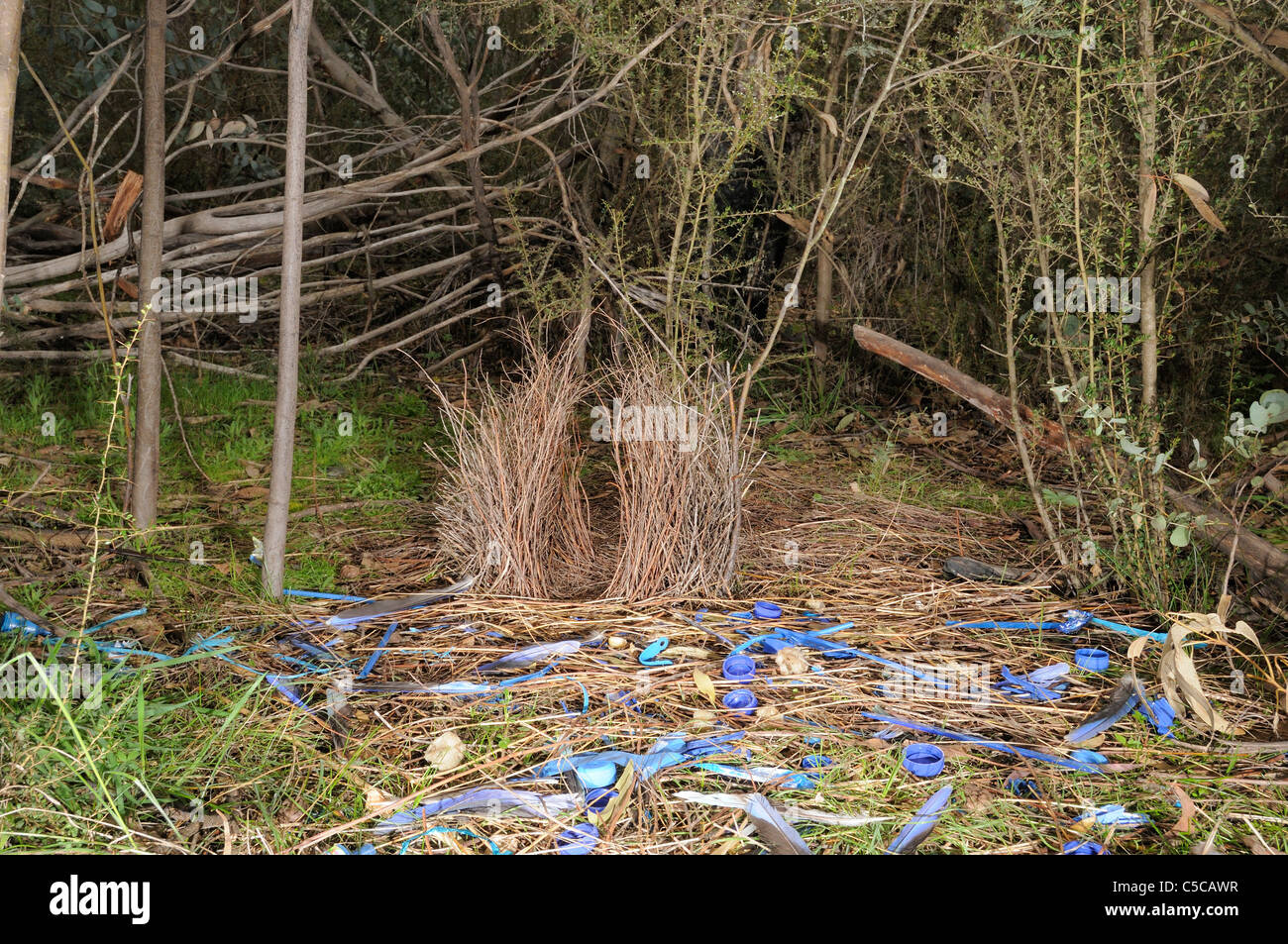 Satin Bowerbird Ptilonorhynchus violaceus, bower showing collection of blue and yellow ornaments. Photographed in ACT, Australia Stock Photo