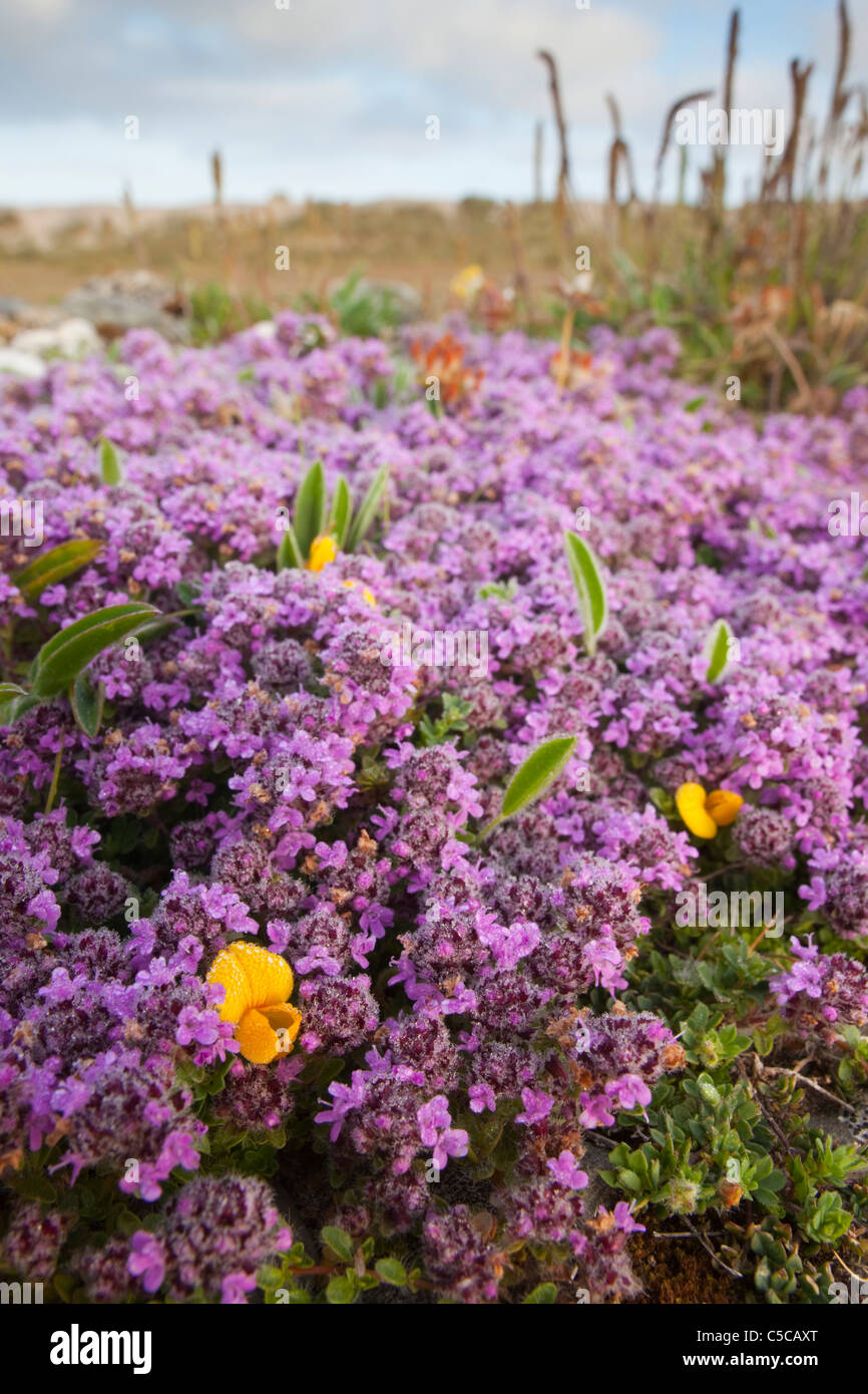 Wild Thyme; Thymus praecox; Cornwall Stock Photo Alamy