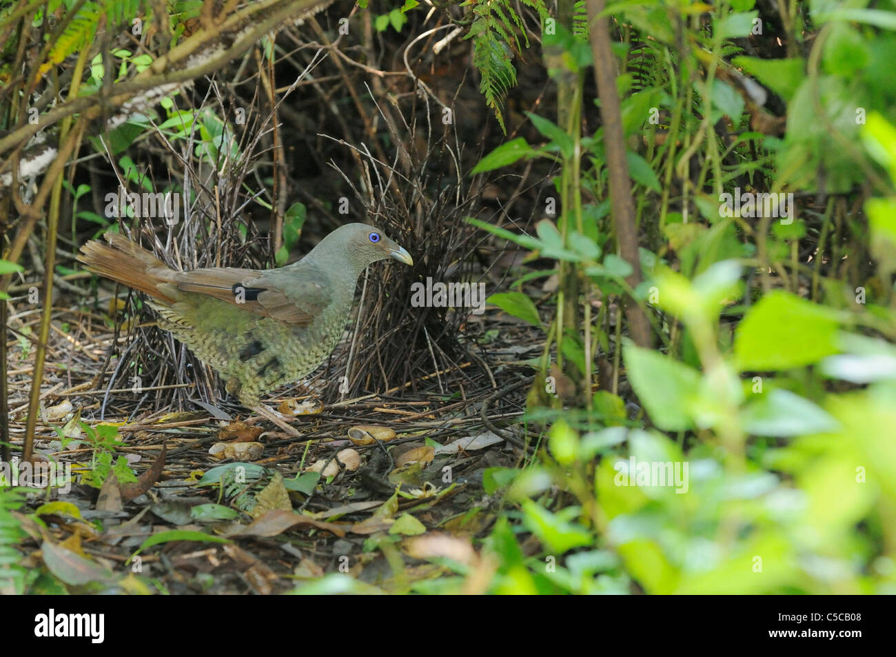 Satin Bowerbird Ptilonorhynchus violaceus Juvenile male with first blue feathers appearing at bower collecting yellow ornaments Stock Photo