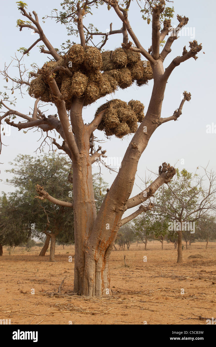Hay stored in a baobab tree in Mali West Africa Stock Photo Alamy